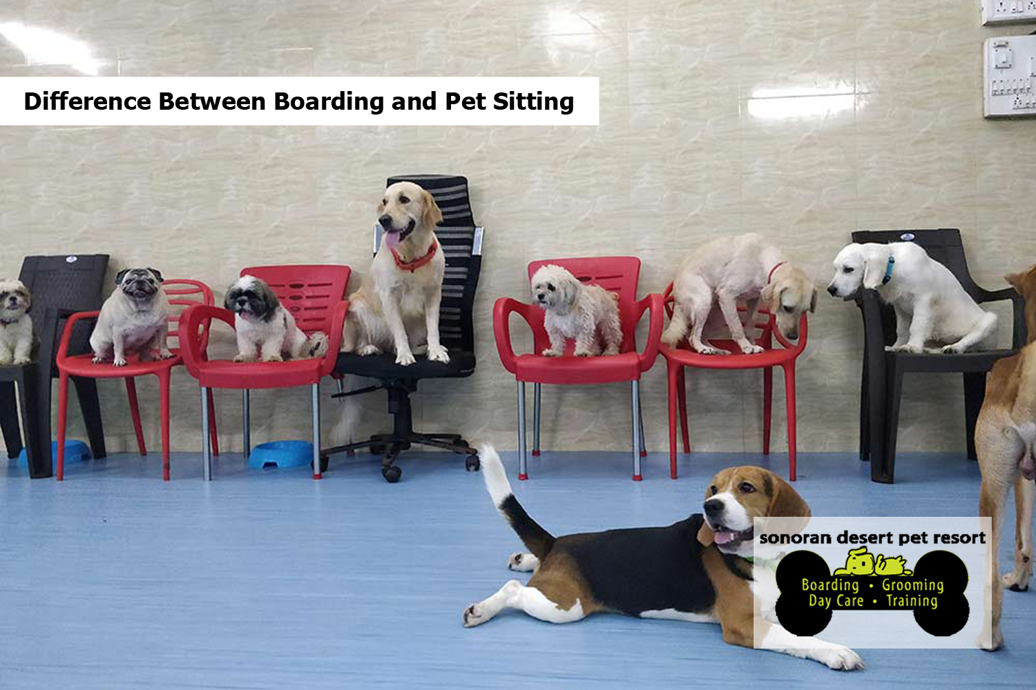 What Does Boarding mean for Dogs? - SONORAN DESERT PET RESORT